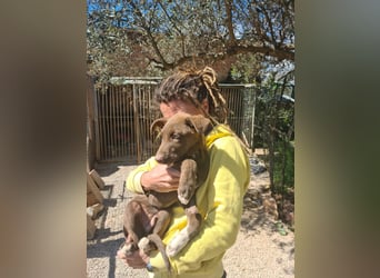 Muss Georg alleine im Tierheim zurück bleiben ?