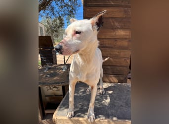 Nata – zartes Herz sucht liebevolles Zuhause