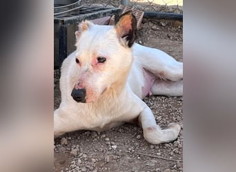 Nata – zartes Herz sucht liebevolles Zuhause