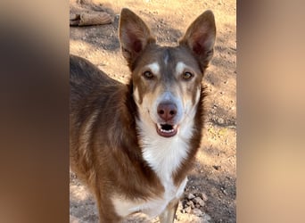 fröhlicher freundlicher agiler JACO