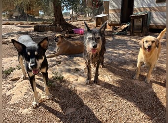 Tramp – ein sanfter Herzenshund