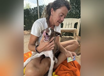 PEPE sucht liebevolles Zuhause