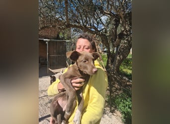 Muss Georg alleine im Tierheim zurück bleiben ?