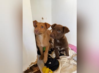 Muss Georg alleine im Tierheim zurück bleiben ?