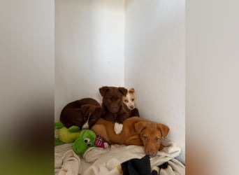 Muss Georg alleine im Tierheim zurück bleiben ?