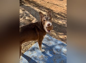 fröhlicher freundlicher agiler JACO