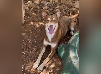 fröhlicher freundlicher agiler JACO