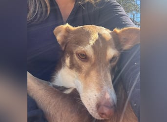 fröhlicher freundlicher agiler JACO