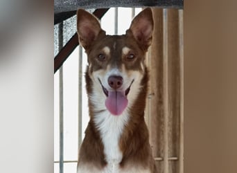 fröhlicher freundlicher agiler JACO