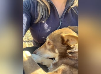 fröhlicher freundlicher agiler JACO