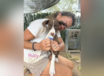RUBY sucht ihre Familie