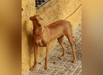 Florinda, freundlich, verspielt, neugierig, bereits in Deutschland