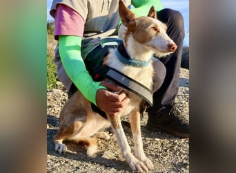 Happy - verschmust, lernwillig und neugierig