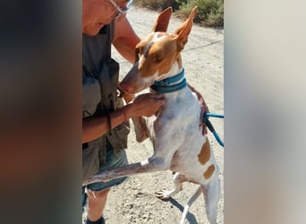 Aravis - Podenco Andaluz Hündin - freundlich, neugierig, lernwillig