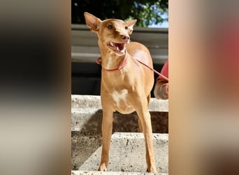 Florinda, freundlich, verspielt, neugierig, bereits in Deutschland