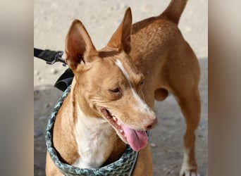 Willie - verschmust, leinenführig und freundlich