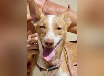 Rood - jung, neugierig und aufgeschlossen