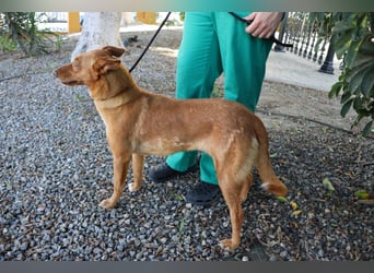 Coral, lernt schnell, verschmust und Familiengeeignet