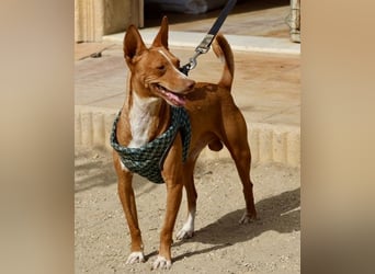 Willie - verschmust, leinenführig und freundlich