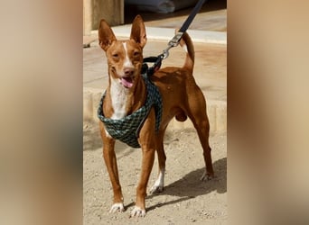 Willie - verschmust, freundlich und neugierig