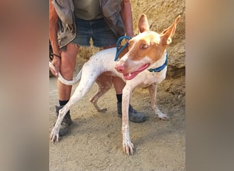 Aravis - Podenco Andaluz Hündin - freundlich, neugierig, lernwillig