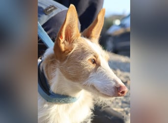 Happy - verschmust, lernwillig und neugierig