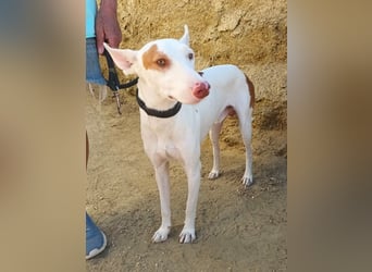 Dingo - Podenco Andaluz Rüde - neugierg, zutraulich, aktiv