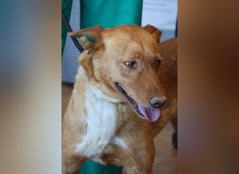 Coral, lernt schnell, verschmust und Familiengeeignet