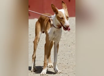 Rood - jung, neugierig und aufgeschlossen