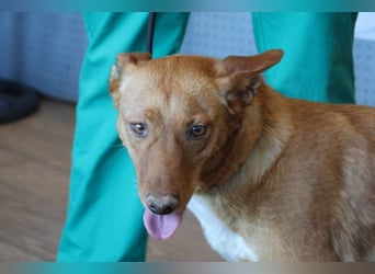 Coral, lernt schnell, verschmust und Familiengeeignet