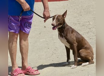 Roqui - sehr loyal, klug und freundlich