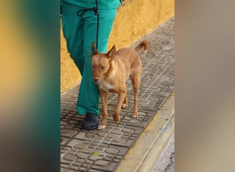 Coral, lernt schnell, verschmust und Familiengeeignet