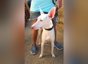 Dingo - Podenco Andaluz Rüde - neugierg, zutraulich, aktiv