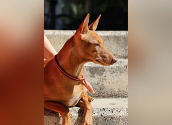 Florinda, freundlich, verspielt, neugierig, bereits in Deutschland