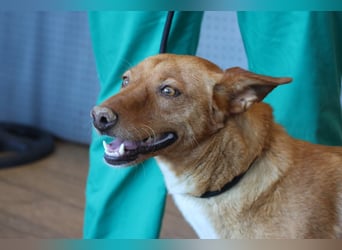 Coral, lernt schnell, verschmust und Familiengeeignet