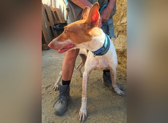 Aravis - Podenco Andaluz Hündin - freundlich, neugierig, lernwillig