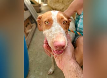 Hesperia, Podenco-Mix - neugierig, verschmust, Familien geeignet
