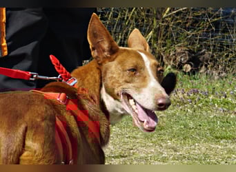 Roqui - loyal, freundlich und lernwillig / BEREITS IN DEUTSCHLAND