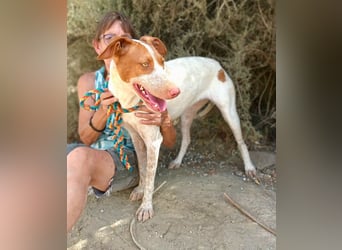 Hesperia, Podenco-Mix - neugierig, verschmust, Familien geeignet