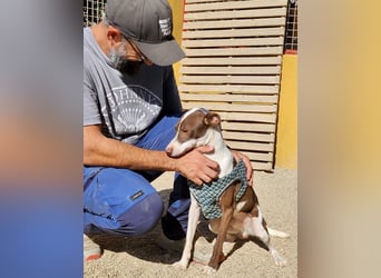 Nutello  freundlich, lässt sich gerne anfassen und aufmerksam