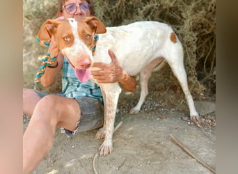 Hesperia, Podenco-Mix - neugierig, verschmust, Familien geeignet