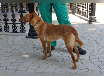 Coral, lernt schnell, verschmust und Familiengeeignet