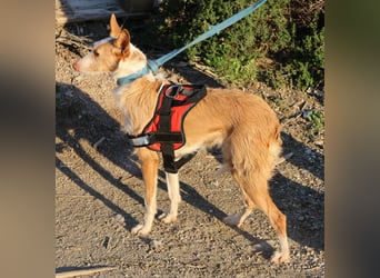 Happy - verschmust, lernwillig und neugierig