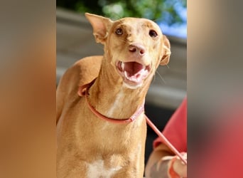 Florinda, freundlich, verspielt, neugierig, bereits in Deutschland