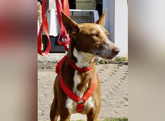 Roqui - loyal, freundlich und lernwillig / BEREITS IN DEUTSCHLAND