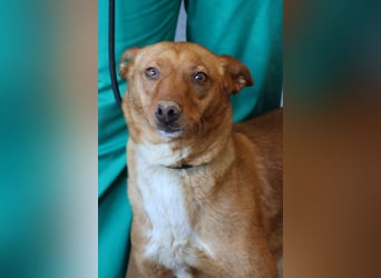 Coral, lernt schnell, verschmust und Familiengeeignet