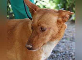 Coral, lernt schnell, verschmust und Familiengeeignet