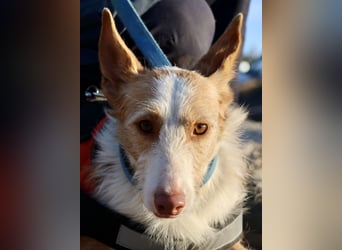 Happy - verschmust, lernwillig und neugierig