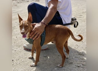 Willie - verschmust, freundlich und neugierig