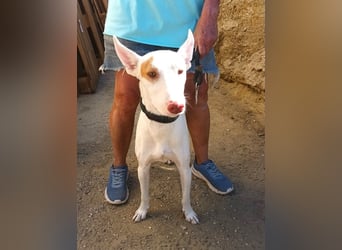 Dingo - Podenco Andaluz Rüde - neugierg, zutraulich, aktiv